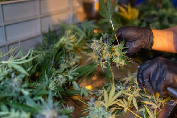 Cannabis Plant | Indacloud