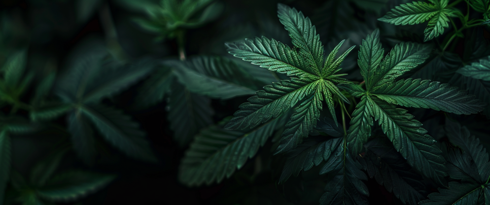 What Is Delta 8? Thc Concentration, Effects, And Usage Tips 6 What Is Delta 8