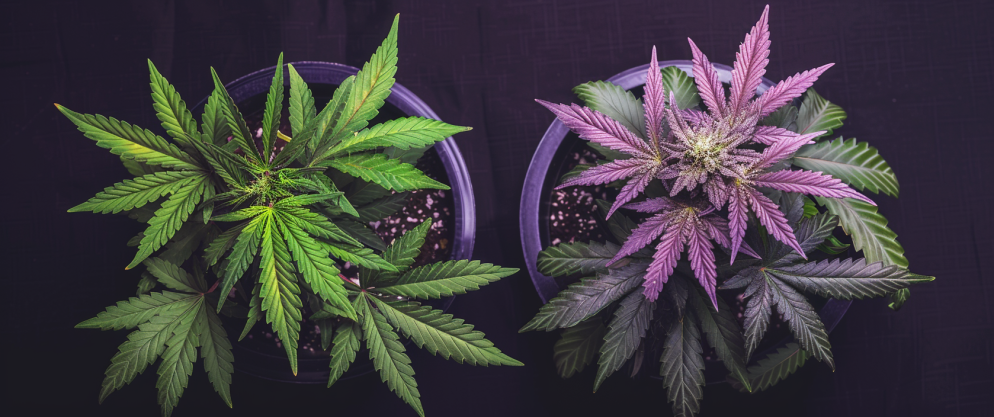 What'S The Difference Between Thc And Thcv? 4 What'S The Difference Between Thc And Thcv